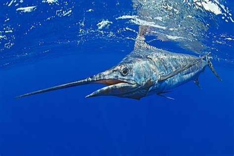 Blue Marlin .